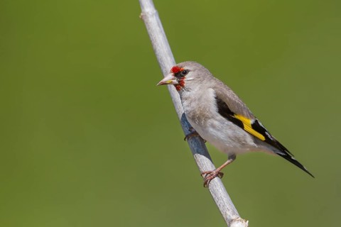 Grey-headed Goldfinch - Stieglitz - Carduelis carduelis ssp. caniceps, Kazakhstan, adult