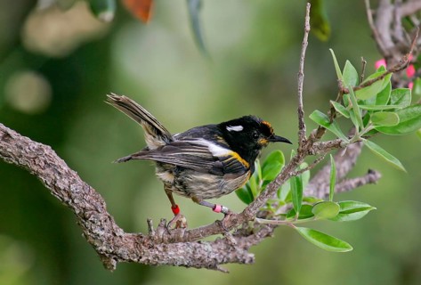 Stitchbird (Notiomystis cincta), North Island, New Zealand