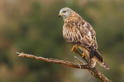 Red Kite (Milvus milvus), perched on a branch, Castile and Leon, Spain
