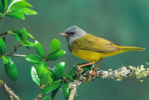 Mourning Warbler Oporornis philadelphia Austin, TEXAS, United States May Adult Male Parulidae