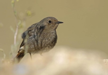 Black Redstart (Phoenicurus ochruros) female, Oukaimeden, Morocco