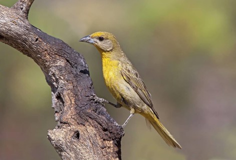 Hepatic Tanager Piranga hepatica Santa Rita Mountains, Santa Cruz County, Arizona, United States 16