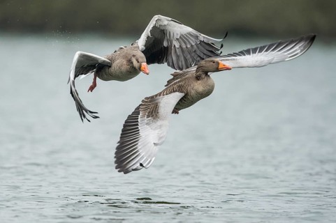 Greylag Goose (Anser anser) wrangling, Lower Saxony, Germany