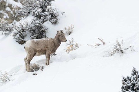 Bighorn Sheep (Ovis canadensis) young in snowy countryside, Yellowstone National Park, Wyoming, USA