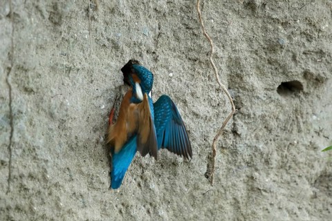 Ijsvogel bouwt zijn nest, Kingfisher building a nest