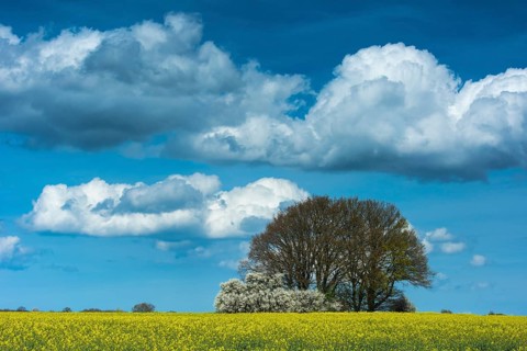 Cloud formation over blooming field of rapeseed (Brassica napus), Ruegen Island,