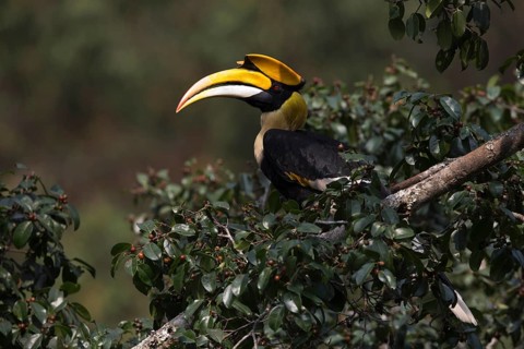 Great Hornbill (Buceros bicornis) male, Manas National Park, Bhutan