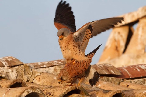 Lesser Kestrel (Falco naumanni), pair mating, Castile-La Mancha