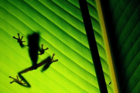 Red-eyed tree frog (Agalychnis callidryas) silhoutte, the most famous frog in Costa Rica and