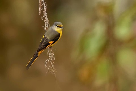 Long-tailed Minivet (Pericrocotus ethologus) female, Uttarakhand, India