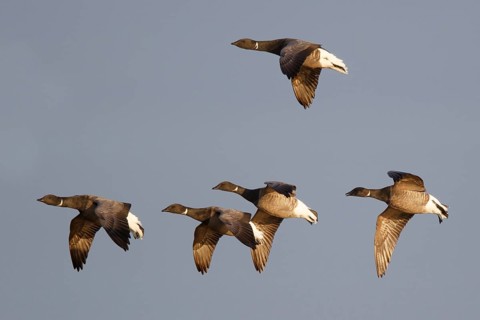 Brant Goose (Branta bernicla) group flying, Netherlands