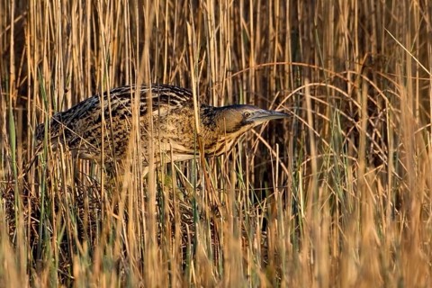 Eurasian Bittern (Botaurus stellaris) foraging, Saxony-Anhalt, Germany