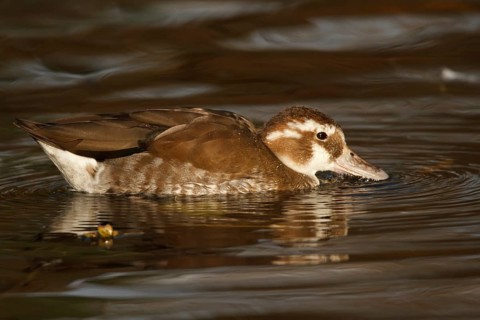 White-headed Duck (Oxyura leucocephala) juvenile, North Rhine-Westphalia, Germany