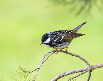 A male Blackpoll Warbler, Setophaga striata, perched in a wood near Saskatoon, Canada
