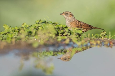 Dunnock (Prunella modularis) at waterhole, Aosta Valley, Italy