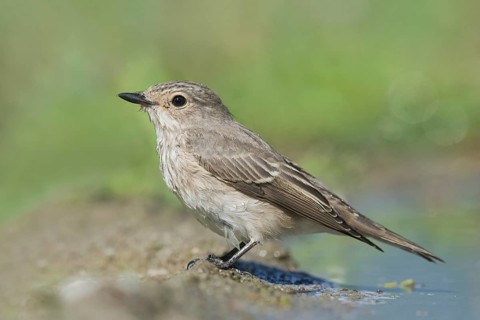 Spotted Flycatcher (Muscicapa striata) at waterhole, Aosta Valley, Italy