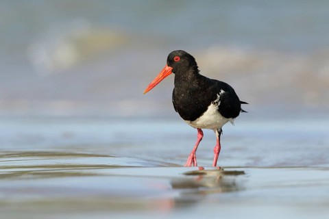 Pied Oystercatcher (Haematopus longirostris) foraging at shoreline, Victoria, Australia