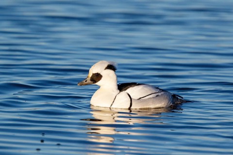 Smew (Mergellus albellus) male, Netherlands
