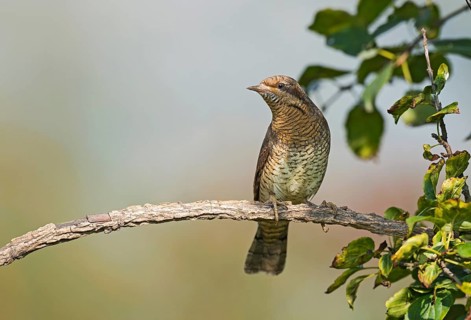 Eurasian Wryneck (Jynx torquilla) perched on a branch, Aosta Valley, Italy