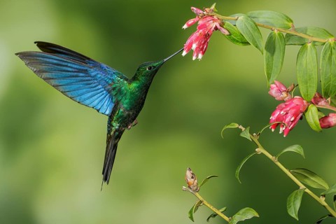 Great Saphirewing (Pterophanes cyanopterus) flying and feeding at a flower in the mountains of