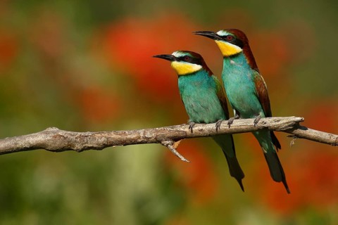 European Bee-eater (Merops apiaster) pair, Piedmont, Italy