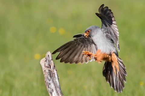 Red-Footed Falcon (Falco vespertinus), adult male landing on a branch, Galicia, Spain