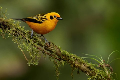 Golden Tanager (Tangara arthus) perched on a branch in the Andes mountains of Colombia