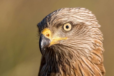 Black Kite (Milvus migrans), Madrid, Spain