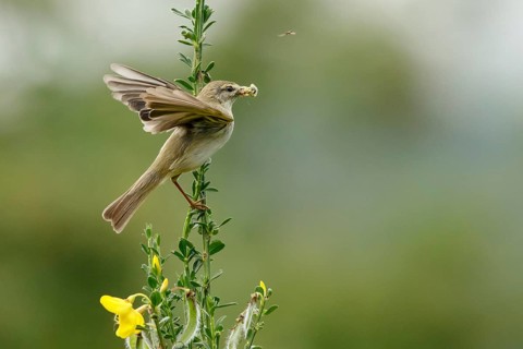Willow Warbler (Phylloscopus trochilus) perched on a branch with food in its beak, Mecklenburg