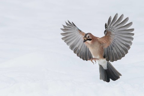 Eurasian Jay (Garrulus glandarius) flying, Lower Saxony, Germany