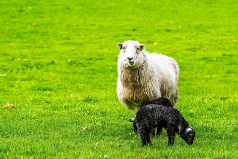 Sheep and farm in Lake District National Park, Coniston Water, Cumbria, England, United Kingdom