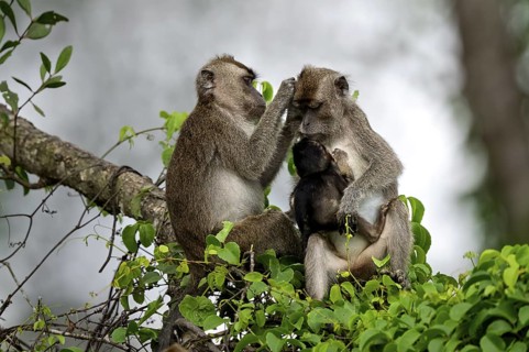 Javanese monkey (Macaca fascicularis), lurking and suckling, Kota Kinabatangan, Sabah, Malaysia