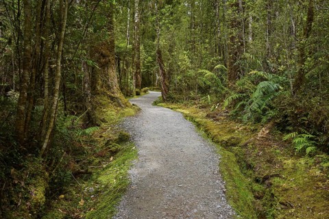 A narrow forest path winds its way through dense vegetation and tall trees, summer, Lake Matheson,