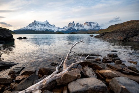 Dead branch on the shore of the lake Lago Pehoe, Cuernos del Paine massif, Torres del Paine