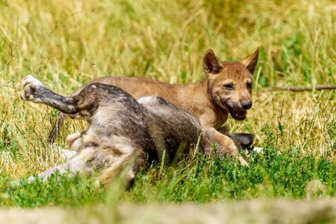 A puppy playing happily with a wolf in a meadow, Timberwolf, wolf, American wolf, (Canis lupus