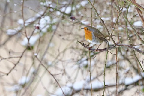 Robin (Erithacus rubecula), on a twig in the branches of a dog rose (Rosa canina), Wilnsdorf, North