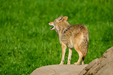 A coyote looking into the distance, standing on a rock, with green grass in the background, Coyote