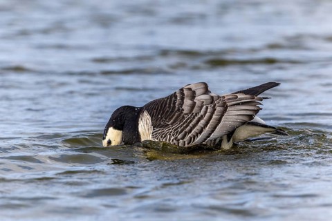 White-fronted Goose (Branta leucopsis), Geese (Anseriformes), Mating in the water, Aventdalen,