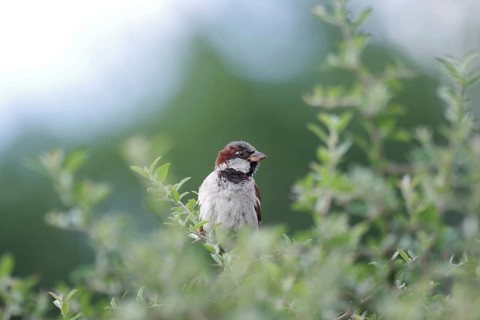 House sparrow (Passer domesticus), male, hedge, close-up, North Rhine-Westphalia, Germany