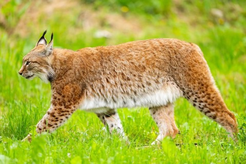 Eurasian lynx (Lynx lynx) walking in the grass, Bavaria, Germany
