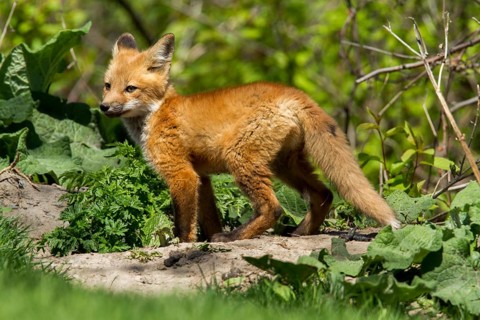 Red fox (Vulpes vulpes), Fox cub standing on a rock and looking around, Province of Quebec, Canada,