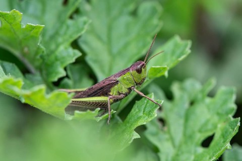 Common Green Grasshopper (Omocestus viridulus), Emsland, Lower Saxony, Germany