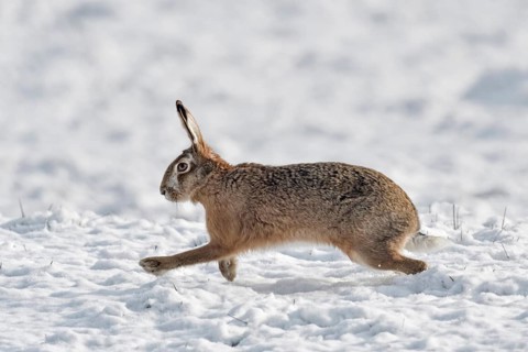 Off through the snow... European hare (Lepus europaeus) in winter, hare running hastily across a
