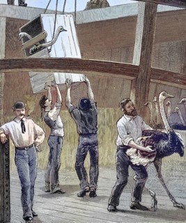 The transport of ostriches from South Africa to Australia by ship, historical picture or
