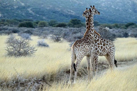 Two young giraffes (Giraffa camelopardalis giraffa) playing in the early morning light, Namibia