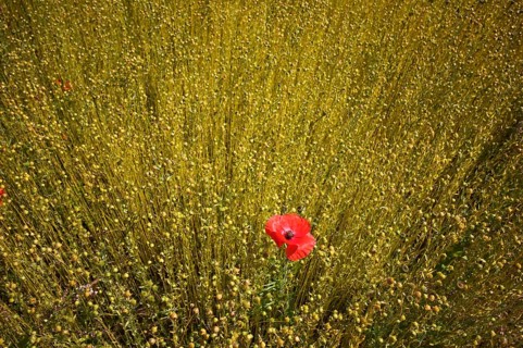Corn poppy (Papaver rhoeas) Flax field, flax, (Linum usitatissimum) Linaceae, Normandy, Calvados,
