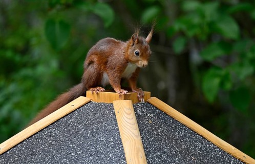 Eurasian red squirrel (Sciurus vulgaris), sitting on a bird feeder, Stuttgart, Baden-Württemberg,