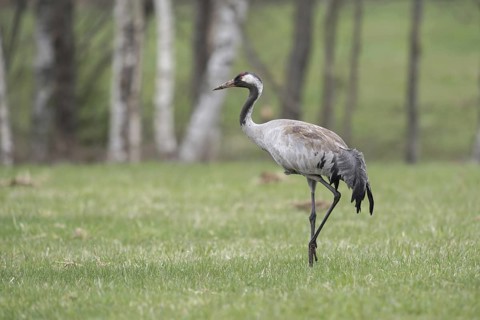 In splendid plumage... Common crane (Grus grus), also known as grey crane or simply crane, in a