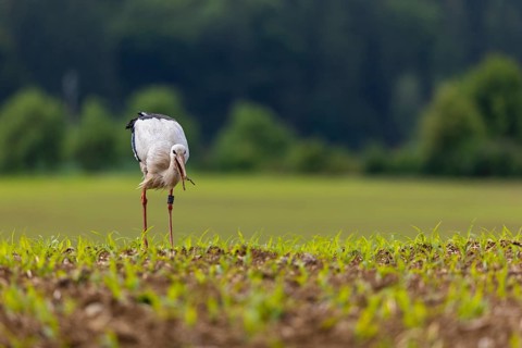 White stork (Ciconia ciconia) eating worm, farmland, Göggingen, Sigmaringen district,