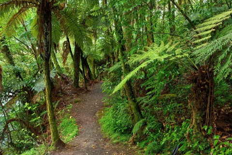 A narrow path winds through a lush, green rainforest full of ferns, Mclaren Fall Park, Omanawa,